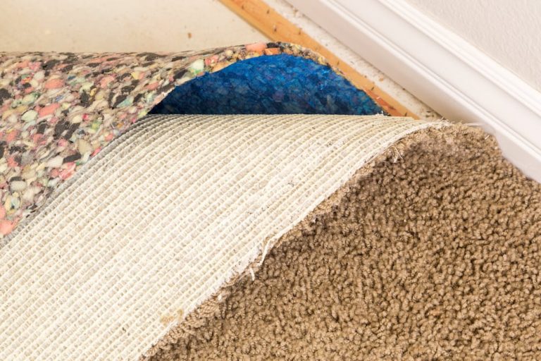 Preventing and Removing Carpet Mold Black Mold Remediation Services