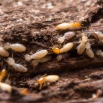 insects driven by moisture such as termites cause damage | services by A&J Property Restoration DKI of Madison, Middleton, Sun Prairie, Portage, Waunakee, Milwaukee, WI Dells, Fort Atkinson, Watertown, and Waukesha, Wisconsin