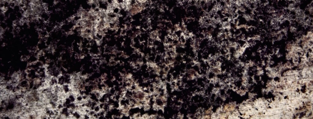 Can You Smell Mold?