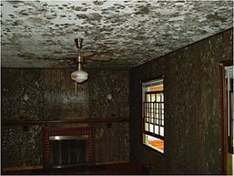 Mold Remediation 101 – What to Expect During the Process