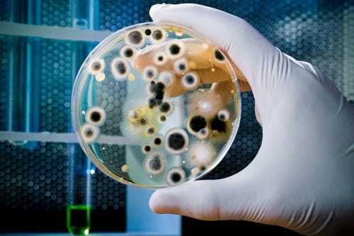 Is it Time for a Professional Mold Inspection?