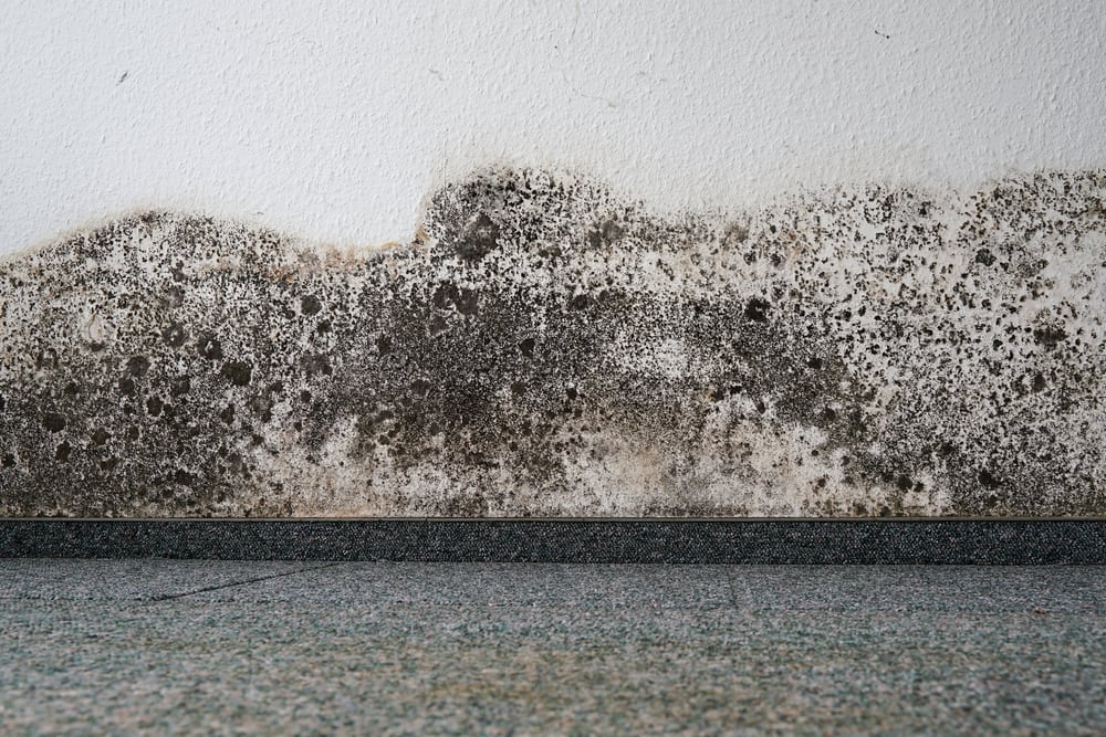 Mold and Mildew – What’s the difference?