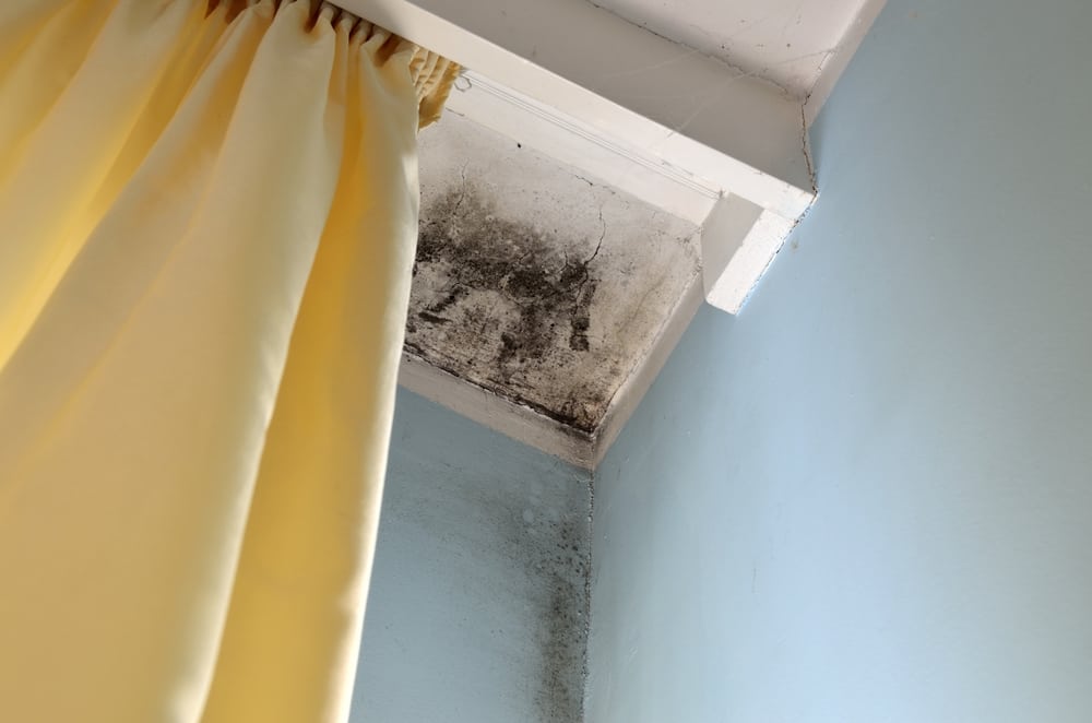 Here’s How to Clean Mold and Mildew in Your Home