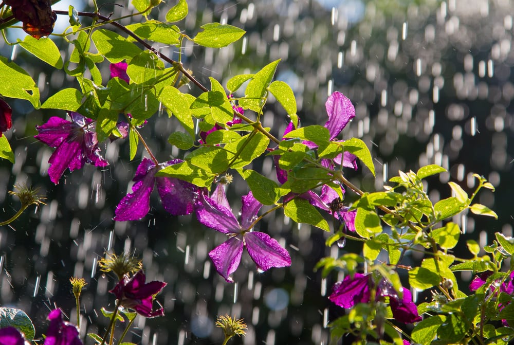 7 Backyard Landscaping Tips to Prevent Basement Flooding