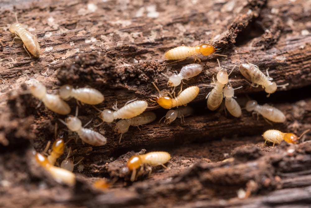 Get to Know the Real Pest of Water Damage