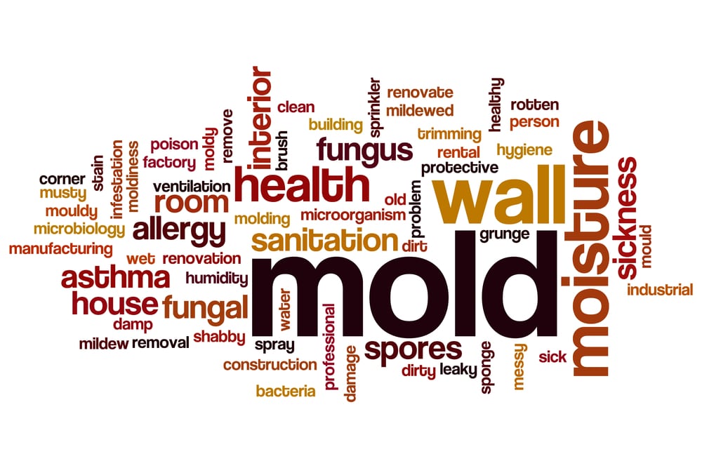 Commercial Properties and Mold – Where is it Hiding?