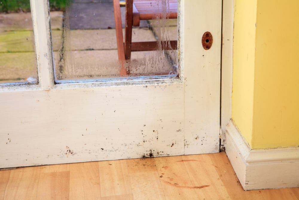 Mold Stains on Wood – What Works to Remove Them?