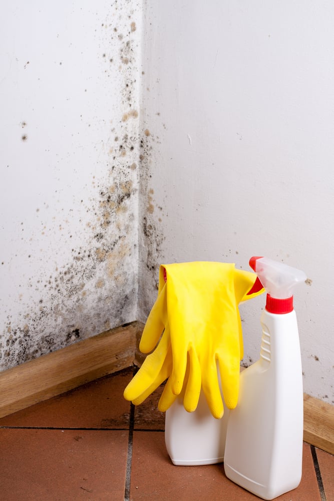 Remove Mold Smells Like the Experts