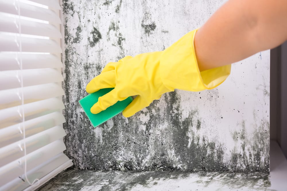 Why are Gloves Important During Mold Clean Up?