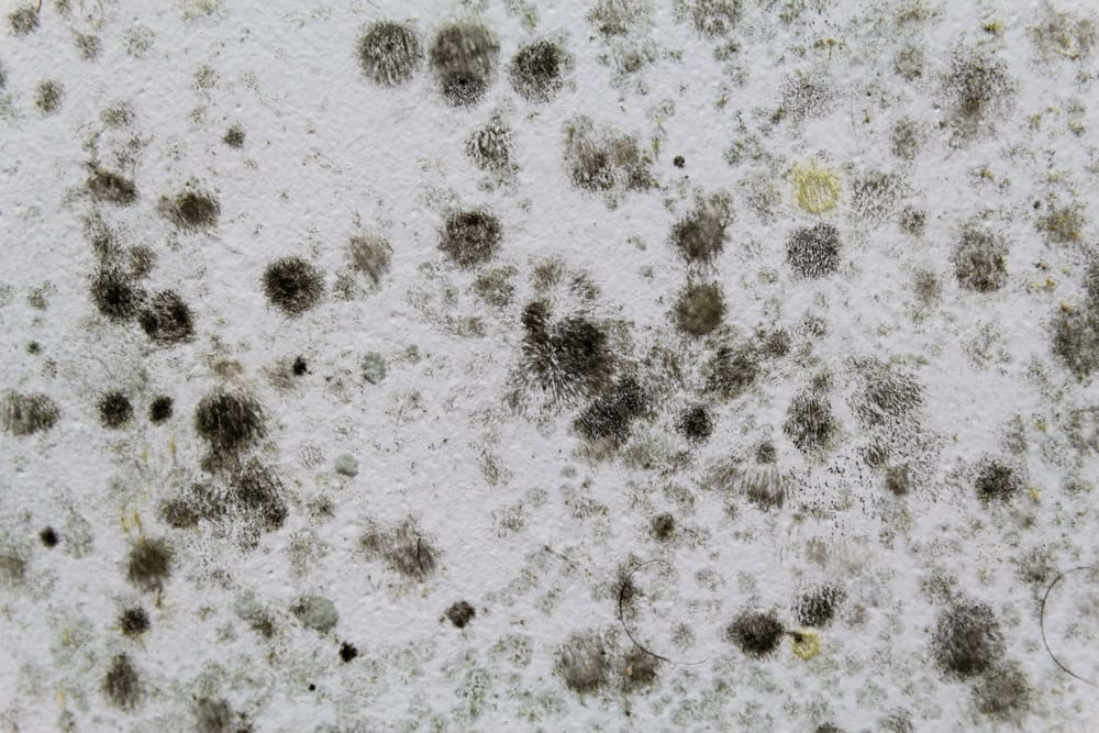 Is Black Mold the Most Toxic of Molds?