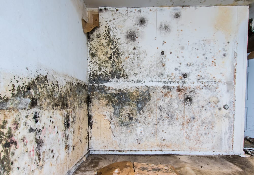 Do I need a Professional Mold Remediation Company?