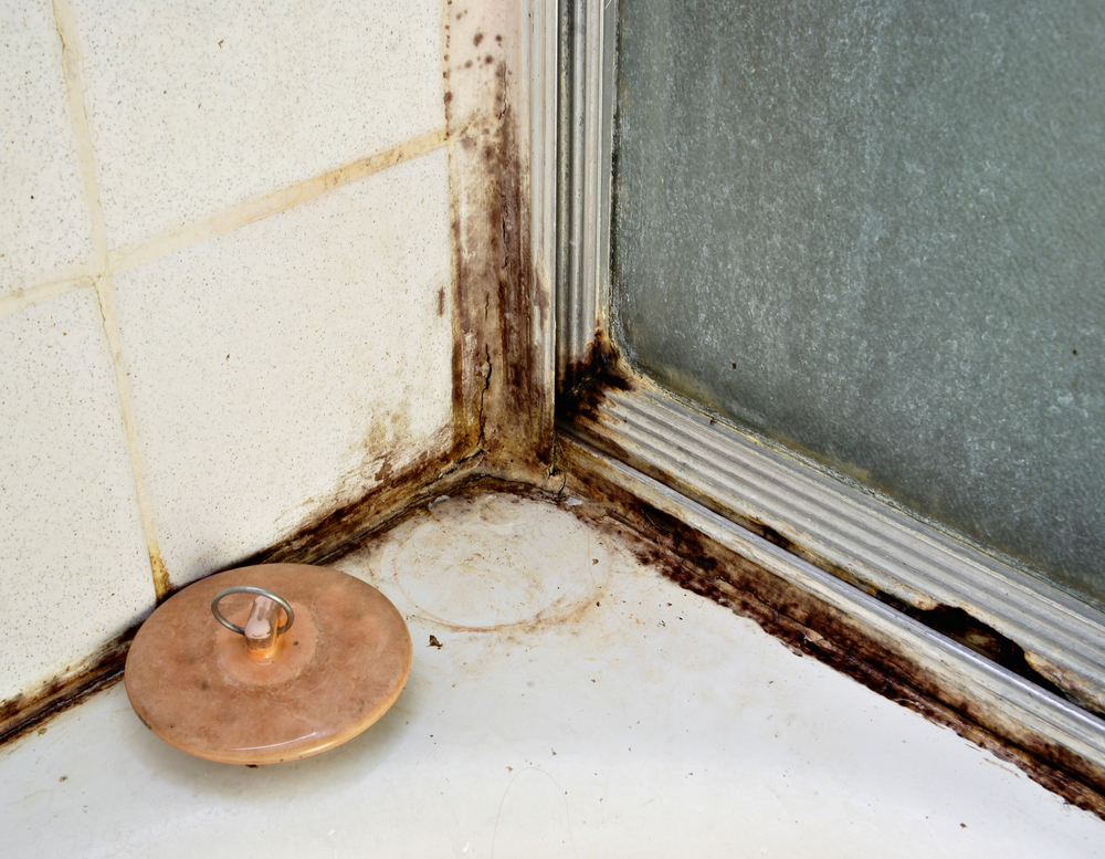 Bathroom Mold – Causes and Prevention Tips