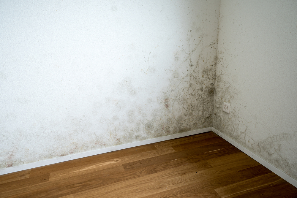 Mold vs. Mildew – What’s the Difference Between the Two?