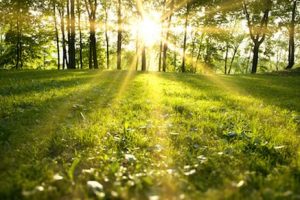 green meadow image