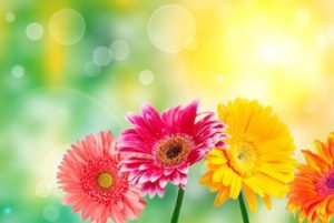 flower image