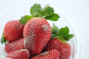 Mold is found on living sources such as food from your fridge. Mold removal services by A&J Specialty Services Inc DKI of Madison, Middleton, Sun Prairie, Waunakee, Milwaukee, WI Dells, Fort Atkinson, Watertown, and Waukesha, Wisconsin