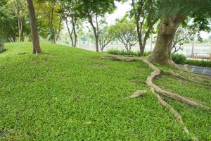 Tree roots are a common culprit when dealing with sewage and septic backups | Sewage backup cleaning services by A&J Specialty Services Inc DKI of Madison, Middleton, Sun Prairie, Waunakee, Milwaukee, WI Dells, Fort Atkinson, Watertown, and Waukesha, Wisconsin