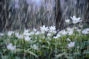 Flowers getting rained on