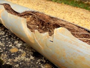 burst pipe from sewage backup