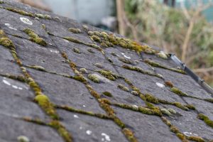 roof with moss growing between shingles